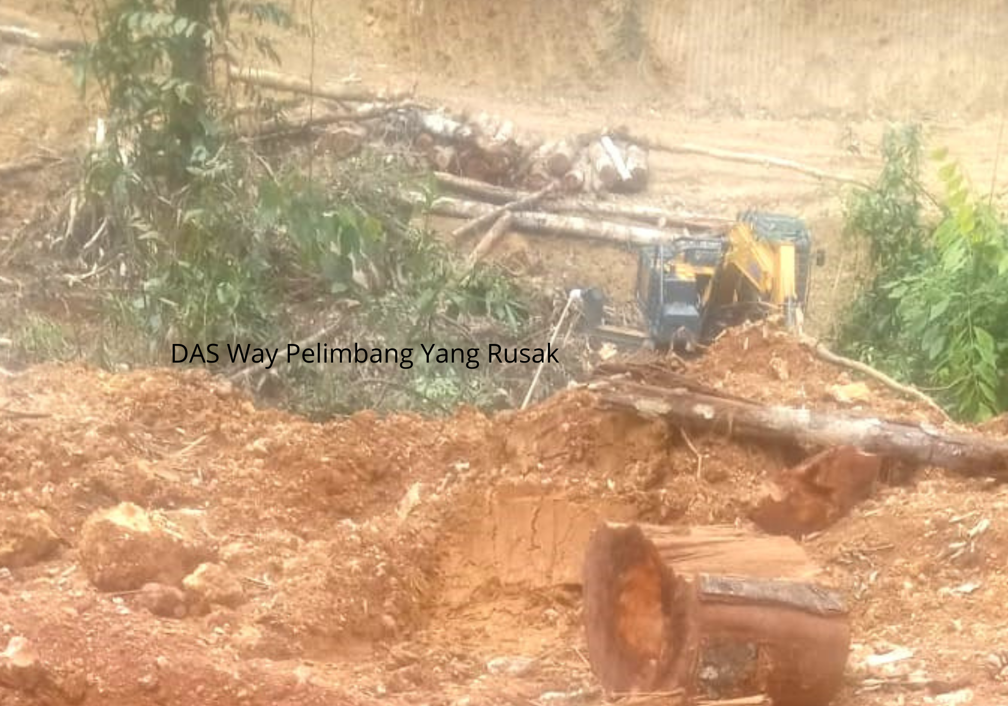 Dugaan Suplier Pemasok Kayu Pabrik Triplek di Pesisir Barat Terlibat Pembalakan Liar, DAS Way Pelimbang Rusak